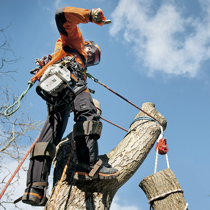Cormaf srl motosega abbattimenti speciali e tree climbing